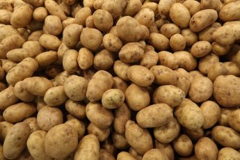 multiple potatoes